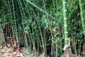 আজ বিশ্ব বাঁশ দিবস
